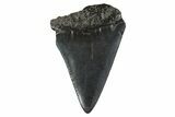 Fossil Great White Shark Tooth - South Carolina #340322-1